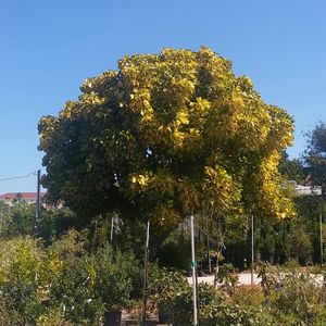 View of trees against clear blue sky