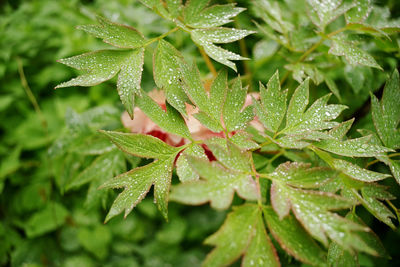 Close-up of wet plant leaves during rainy season