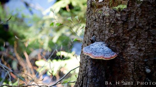 Close-up of mushroom on tree trunk