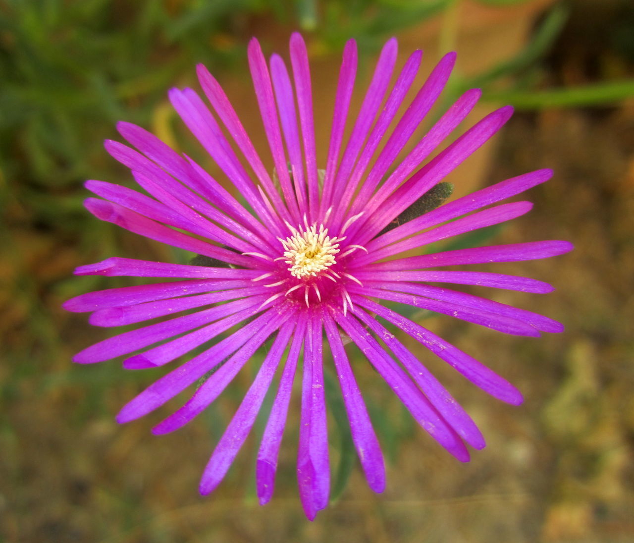flower, flowering plant, plant, freshness, beauty in nature, purple, close-up, macro photography, flower head, nature, inflorescence, petal, pink, fragility, growth, no people, focus on foreground, magenta, outdoors, wildflower, summer, pollen, botany, blossom, aster, springtime, vibrant color, medicine