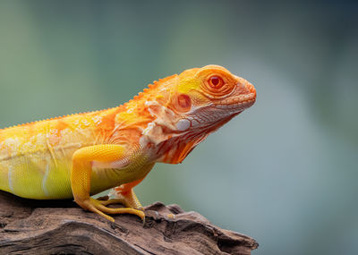 Close-up of lizard