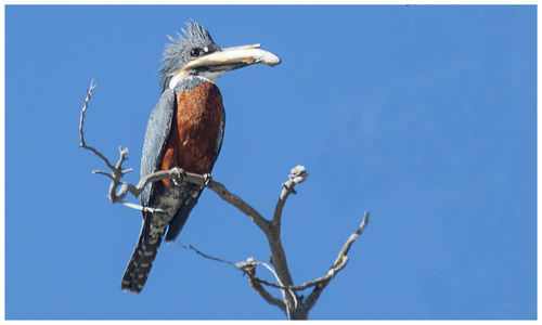 Low angle view of bird perching on branch against clear blue sky