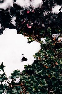 High angle view of snow on plants during winter