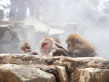 Japanese snow monkey in hot spring