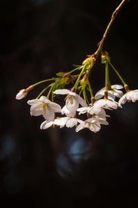 Close-up of white cherry blossoms