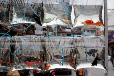 Close-up of fish in plastic bags