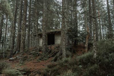 Trees in forest