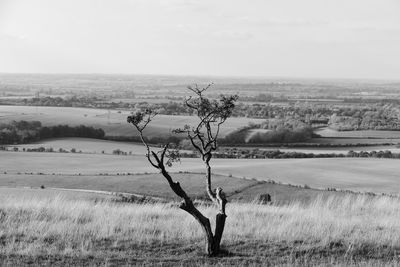 Tree on field against sky