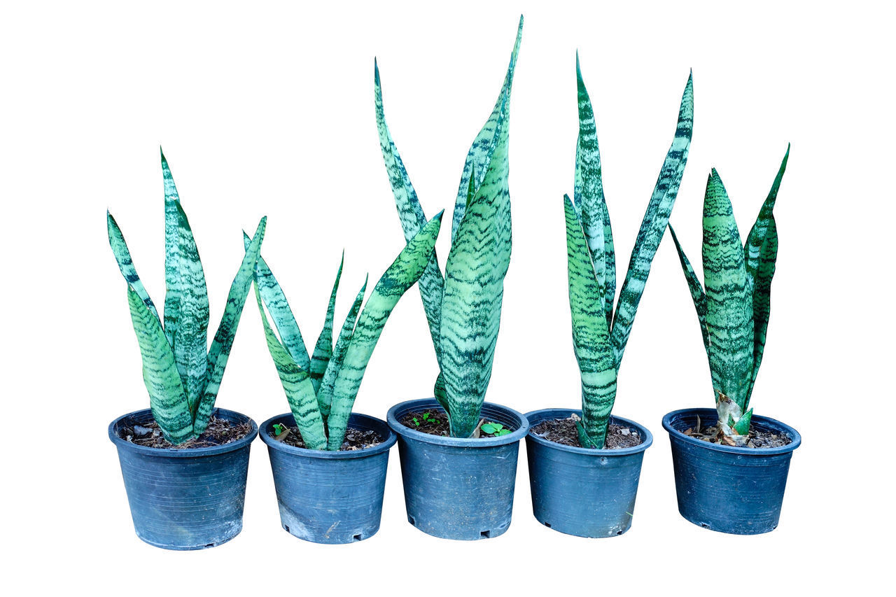 CLOSE-UP OF POTTED PLANTS