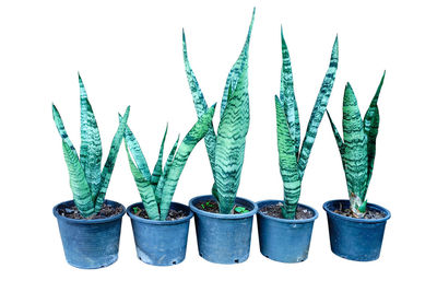 Close-up of potted plant against white background