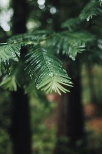 Close-up of raindrops on leaves