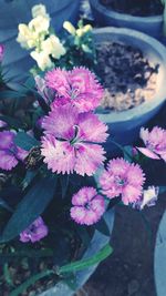 Close-up of pink flowers blooming outdoors