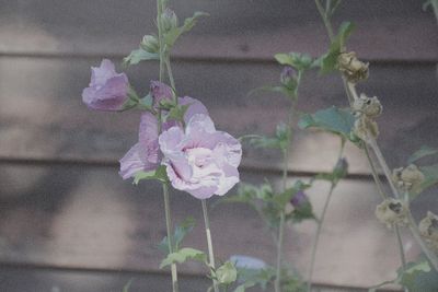 Close-up of pink flowering plant