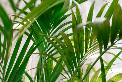 Close-up of palm tree leaves