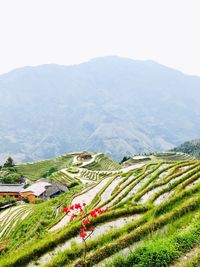 Longji, rice terraces on the back of the dragon