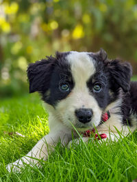 Border collie puppy portrait