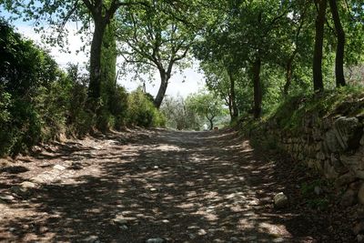 Dirt road amidst trees in forest