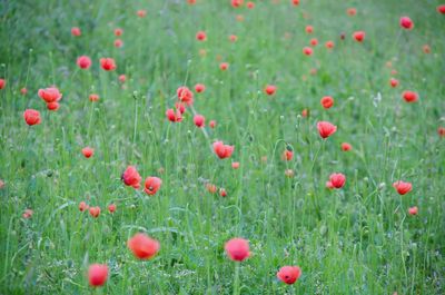 Red poppies in field