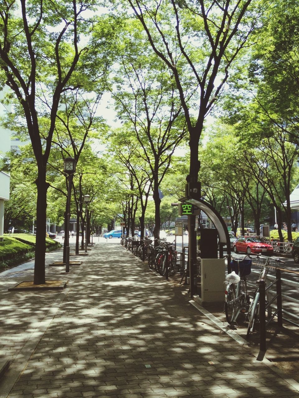 tree, transportation, the way forward, mode of transport, diminishing perspective, treelined, vanishing point, land vehicle, car, road, street, branch, footpath, growth, in a row, tree trunk, incidental people, empty, day, sunlight