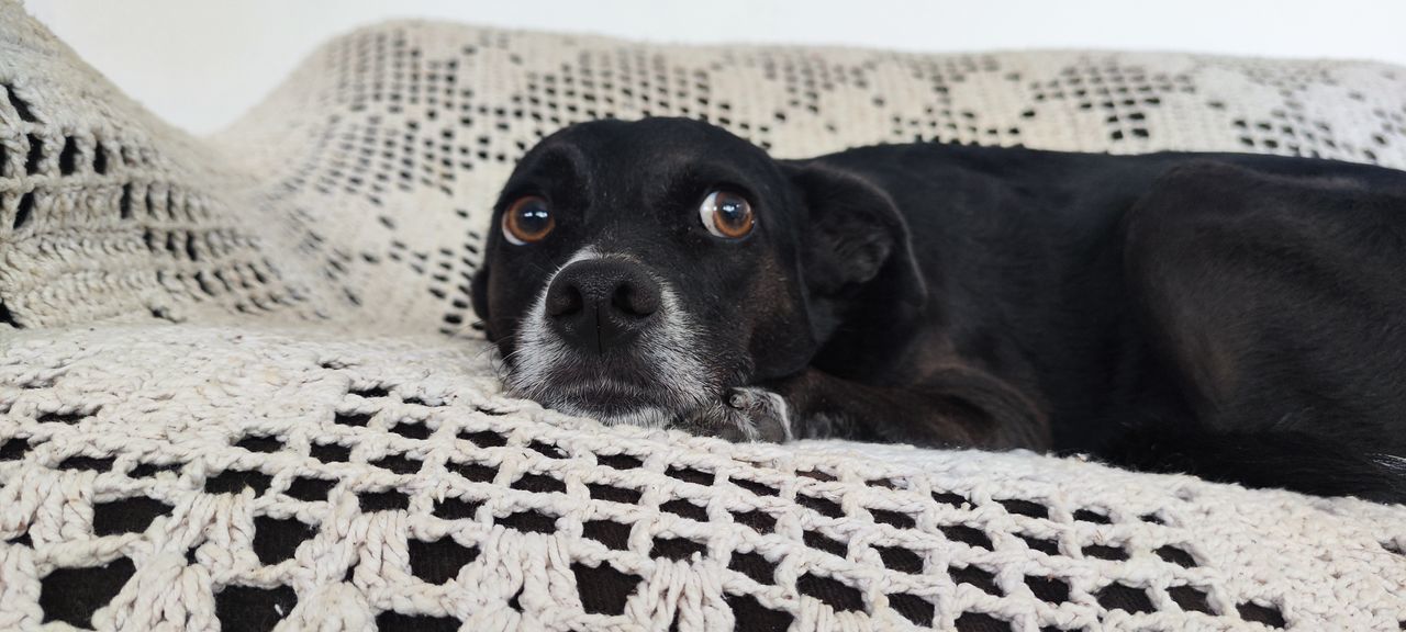 animal themes, animal, pet, dog, one animal, mammal, canine, domestic animals, black, relaxation, puppy, portrait, no people, lying down, looking at camera, carnivore, furniture, indoors