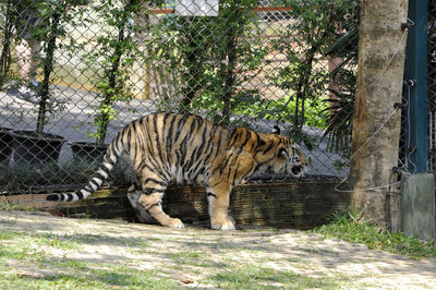 Tiger in zoo