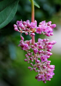 Close-up of purple flowering plant