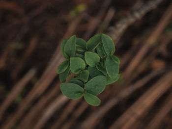 Isolated top view of eucalyptus leaves in the forest. selective focus.