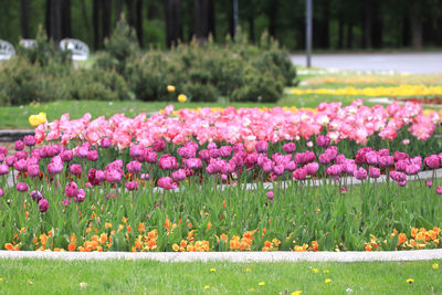 Pink tulip flowers on field