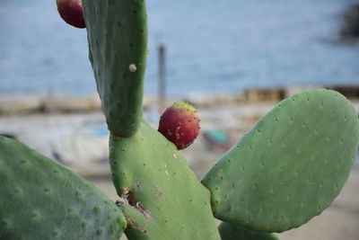 Close-up of prickly pear cactus