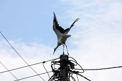 Low angle view of bird flying against sky