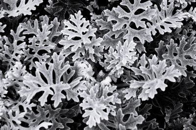 Full frame shot of green leaves