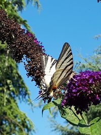 Butterfly on purple flower