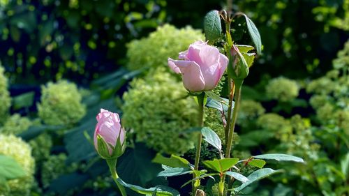 Close-up of pink flowering plant