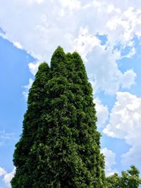 Low angle view of trees against sky
