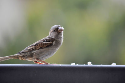 Close-up of bird perching on retaining wall