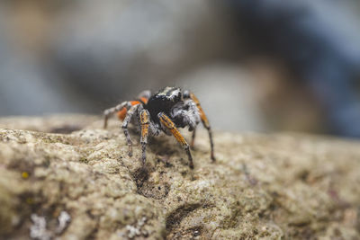 The jumping spider heats up in the sun.