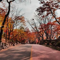 Road amidst trees during autumn