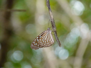 Close-up of butterfly on leaf