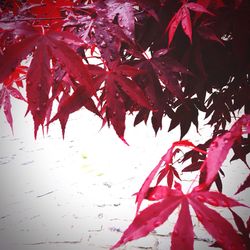 Close-up of maple leaves