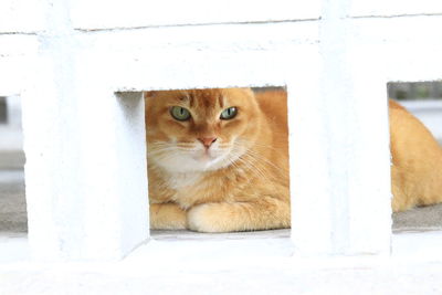 Close-up portrait of a cat