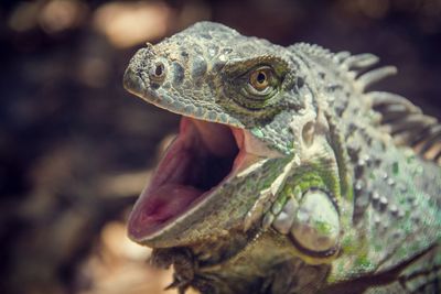 Close-up of a lizard