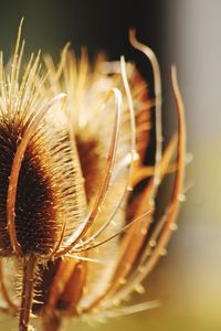 Close-up of dried plant