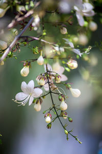 Close-up of cherry blossom