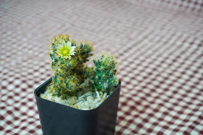 Small cactus whit flower in black plastic pot