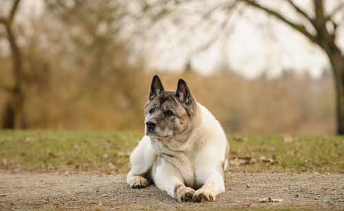 Japanese akita looking away while lying on footpath