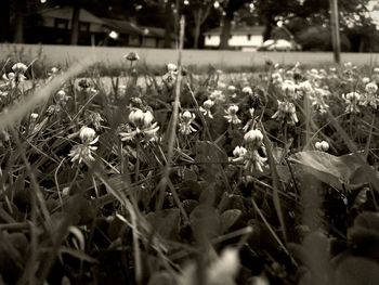 Close-up of flowers blooming on field