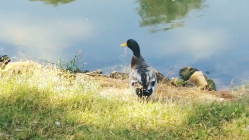 View of a bird on field