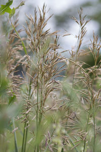 Full frame shot of plants