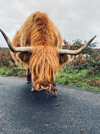 Highland cow