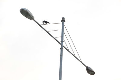 Low angle view of raven perching on street light against clear sky